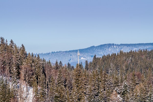 Disparo de alto ángulo de una montaña boscosa con un cielo azul claro en el fondo