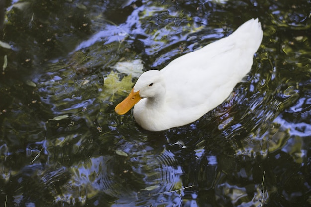 Disparo de alto ángulo de un pato Pekin americano blanco nadando en un estanque