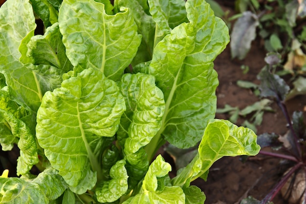 Disparo de alto ángulo de una planta de espinaca con hojas frescas en un jardín.