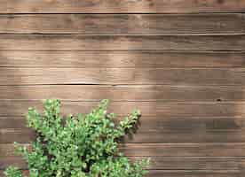 Foto gratuita disparo de alto ángulo de una planta verde sobre una superficie de madera