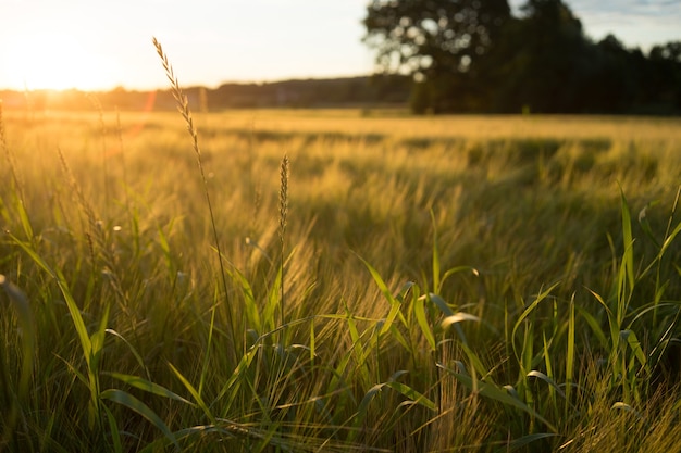 Disparo de alto ángulo de un prado cubierto de hierba durante una puesta de sol