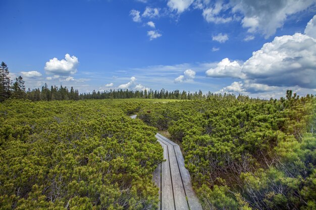 Disparo de alto ángulo de un sendero de madera cerca del lago Ribnica en las colinas de Pohorje en Eslovenia