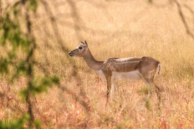 Disparo a la altura de los ojos de un antílope hembra en una pradera dorada del Parque Nacional Velavadar Gujarat