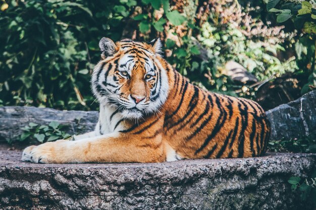 Disparo amplio enfoque selectivo de un tigre naranja sobre una superficie rocosa