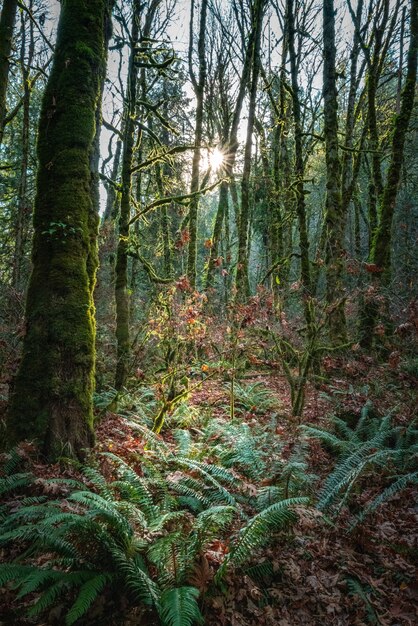 Disparo de ángulo bajo del amanecer sobre un paisaje verde con árboles de gran altura en Canadá