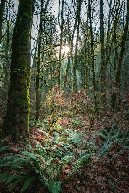 Disparo de ángulo bajo del amanecer sobre un paisaje verde con árboles de gran altura en Canadá