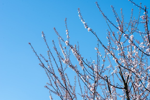 Disparo de ángulo bajo de un árbol en flor con un cielo azul claro