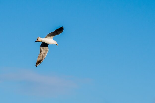 Disparo de ángulo bajo de una gaviota volando en el hermoso cielo azul capturado en Malta