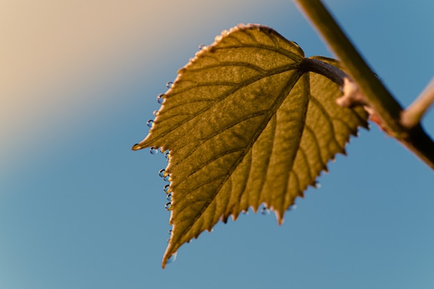 Disparo de ángulo bajo de una hoja de otoño con un cielo azul