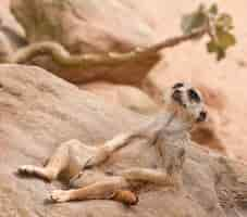 Foto gratuita disparo de ángulo holandés de una suricata tumbado sobre una superficie rocosa