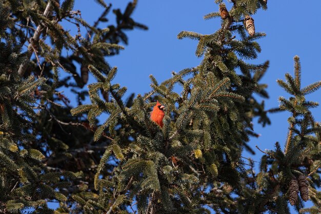 Disparo de ángulo bajo de un pájaro cardenal norteño descansando sobre la rama de un árbol con un cielo azul claro