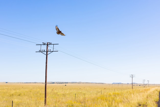 Disparo de ángulo bajo de un pájaro volando por encima de pequeños postes eléctricos de madera en una pradera en Sudáfrica