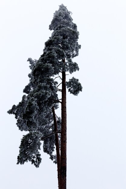 Disparo de ángulo bajo vertical de un hermoso árbol alto con el cielo brillante de fondo