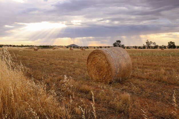 Disparo de un campo de heno