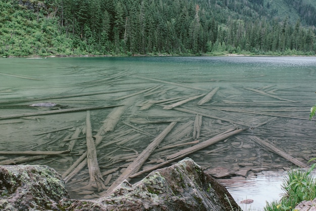 Foto gratuita disparo a corta distancia de árboles rotos en el lago avalanche cerca del bosque en el parque nacional glacier