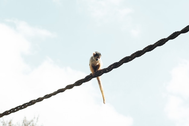 Foto gratuita disparo a corta distancia de un mono sentado en una cuerda