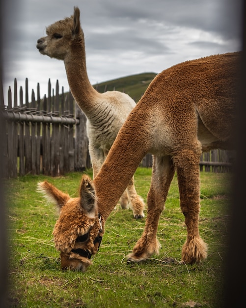 Disparo electivo de llamas marrones y blancas comiendo hierba