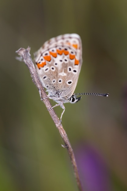 Disparo de enfoque macro vertical de mariposa Polyommatus