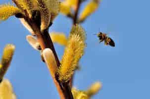 Foto gratuita disparo de enfoque selectivo de una abeja acercándose al polen de un amento de sauce
