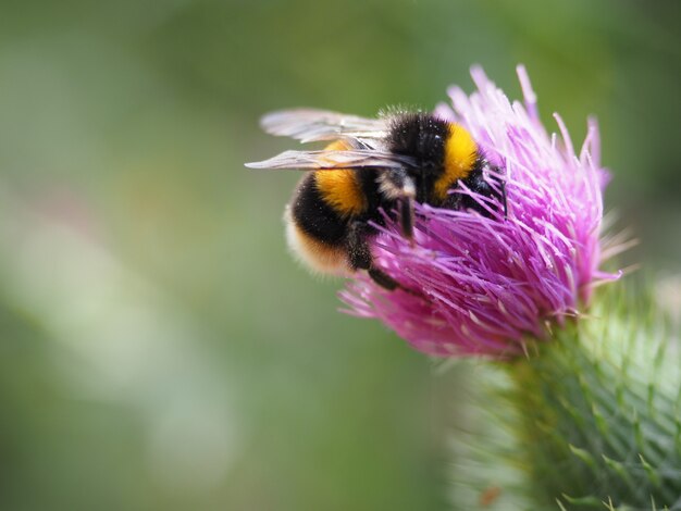 Disparo de enfoque selectivo de una abeja en una flor de cardo