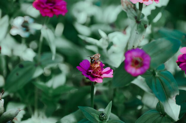 Disparo de enfoque selectivo de una abeja en una flor violeta