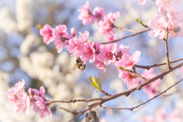 Disparo de enfoque selectivo de una abeja en flores de cerezo rosa