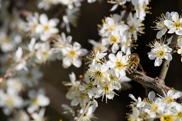 Disparo de enfoque selectivo de una abeja en flores de cerezo
