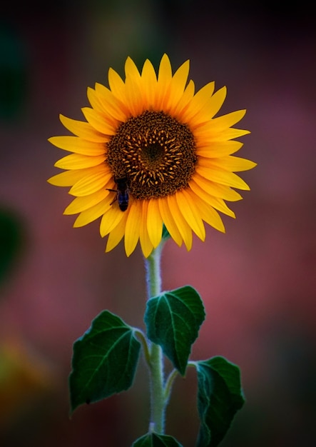 Disparo de enfoque selectivo de una abeja en un girasol en flor en un campo