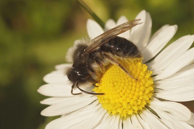 Disparo de enfoque selectivo de una abeja minera gris macho na dai