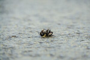 Foto gratuita disparo de enfoque selectivo de una abeja muerta en el suelo de piedra