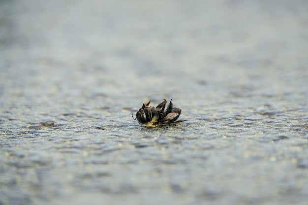 Disparo de enfoque selectivo de una abeja muerta en el suelo de piedra