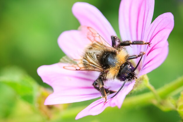 Disparo de enfoque selectivo de abeja recogiendo polen en una flor violeta