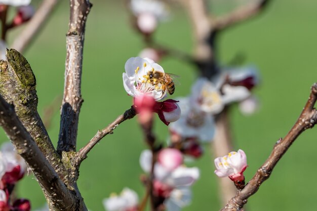 Disparo de enfoque selectivo de una abeja recolectando néctar de una flor de albaricoque en un árbol