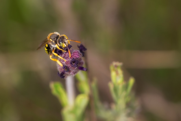 Disparo de enfoque selectivo de la abeja recolectando polen