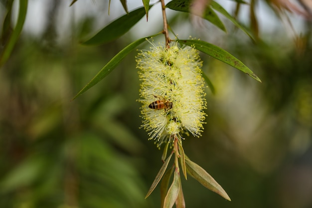 Disparo de enfoque selectivo de una abeja sentada sobre una flor y recolectando néctar