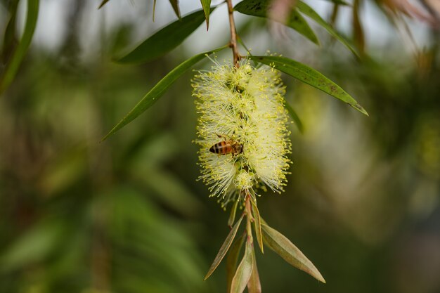 Disparo de enfoque selectivo de una abeja sentada sobre una flor y recolectando néctar