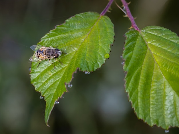 Disparo de enfoque selectivo de una abeja sentada sobre una hoja