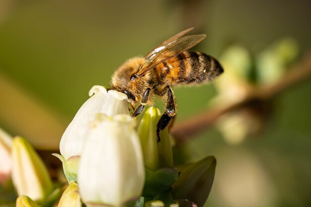 Disparo de enfoque selectivo de una abeja sentada sobre una pequeña flor blanca