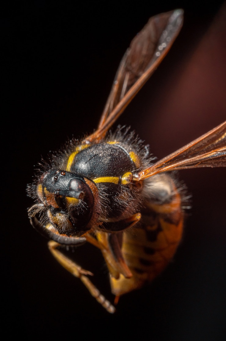 Foto gratuito disparo de enfoque selectivo de una abeja
