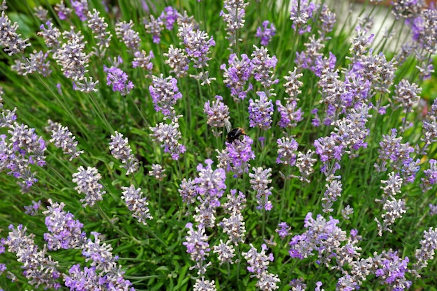 Disparo de enfoque selectivo de abejorros alimentándose de flores de Salvia lavanduloides