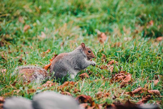 Disparo de enfoque selectivo de una adorable ardilla en el bosque