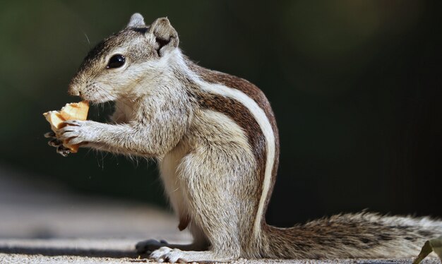 Disparo de enfoque selectivo de una adorable ardilla gris, al aire libre durante el día