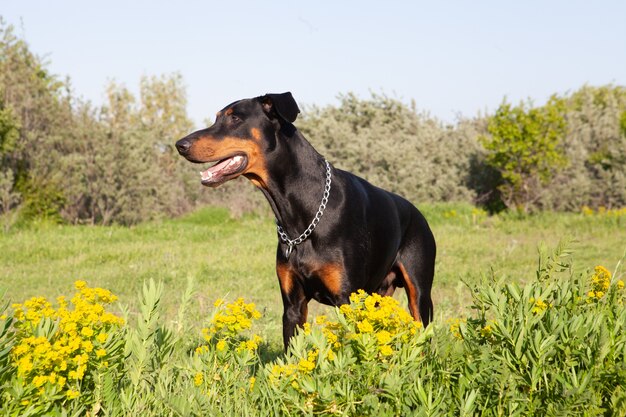 Disparo de enfoque selectivo de un adorable cachorro jugando en el césped