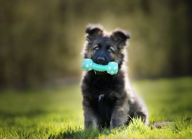 Disparo de enfoque selectivo de un adorable cachorro de pastor alemán con un juguete para masticar