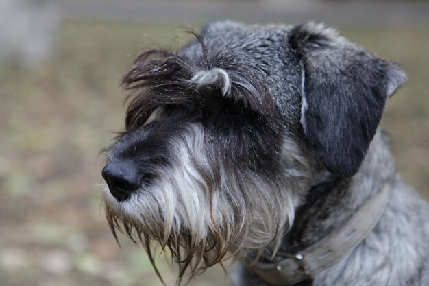 Disparo de enfoque selectivo de un adorable cachorro