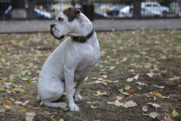 Disparo de enfoque selectivo de un adorable cachorro