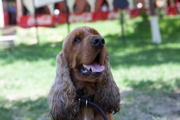 Disparo de enfoque selectivo de un adorable cachorro