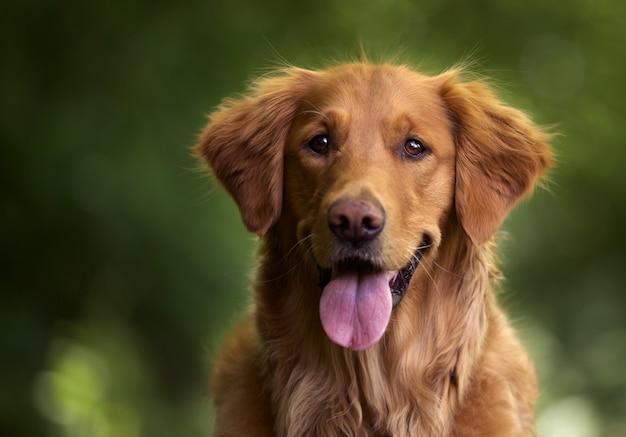 Disparo de enfoque selectivo de un adorable golden retriever al aire libre