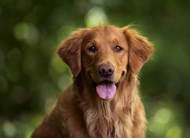 Disparo de enfoque selectivo de un adorable golden retriever al aire libre