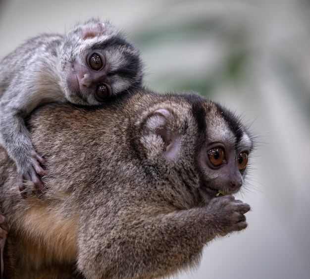 Disparo de enfoque selectivo de una adorable madre mono búho con un bebé mono búho